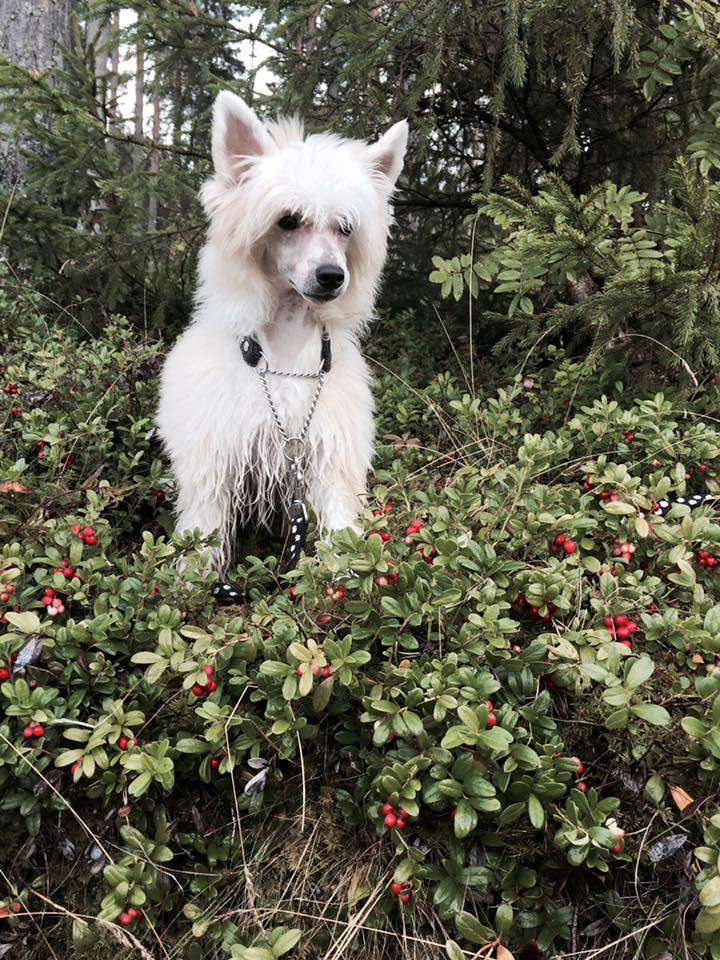 Mirbon's Caramel Latte