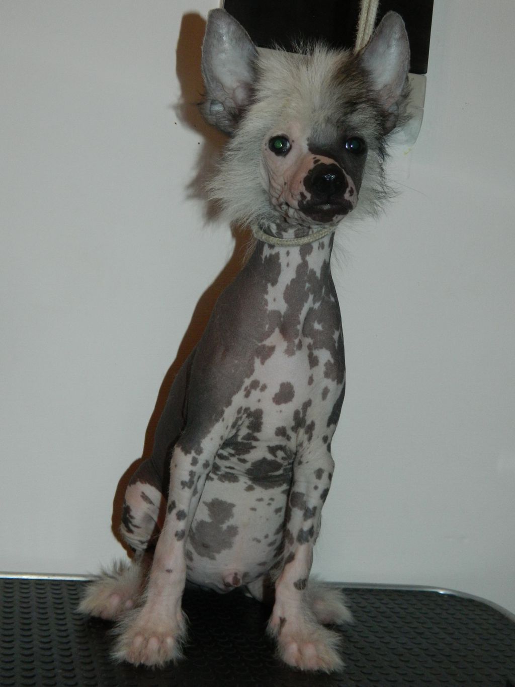 Di Casa Megi Giano Dio Della Forza