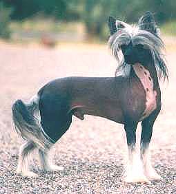 Blandora Leo Of Churrasco SOD