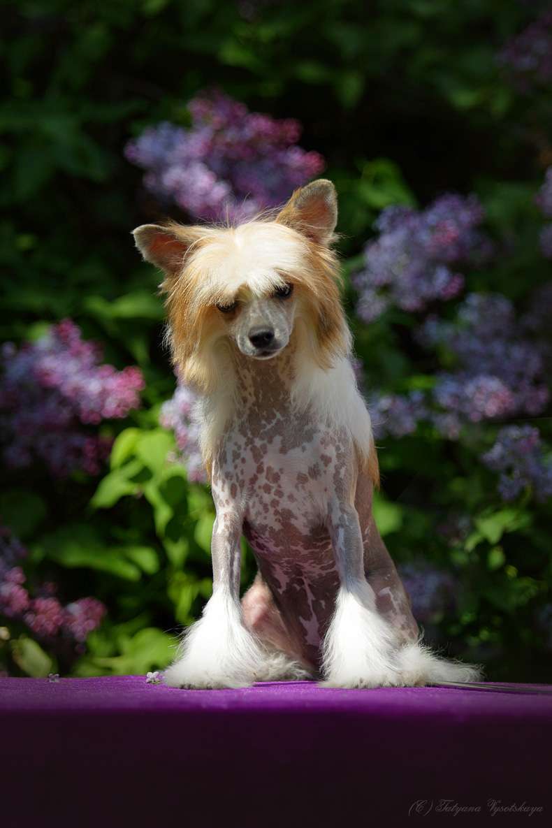 Style Bravo Unique Baby