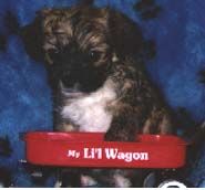 Carling's Redd Buttler