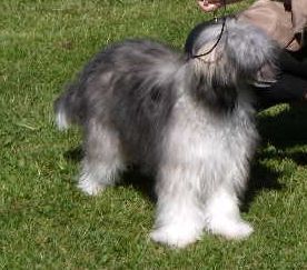 Untouchable's Everlasting Love