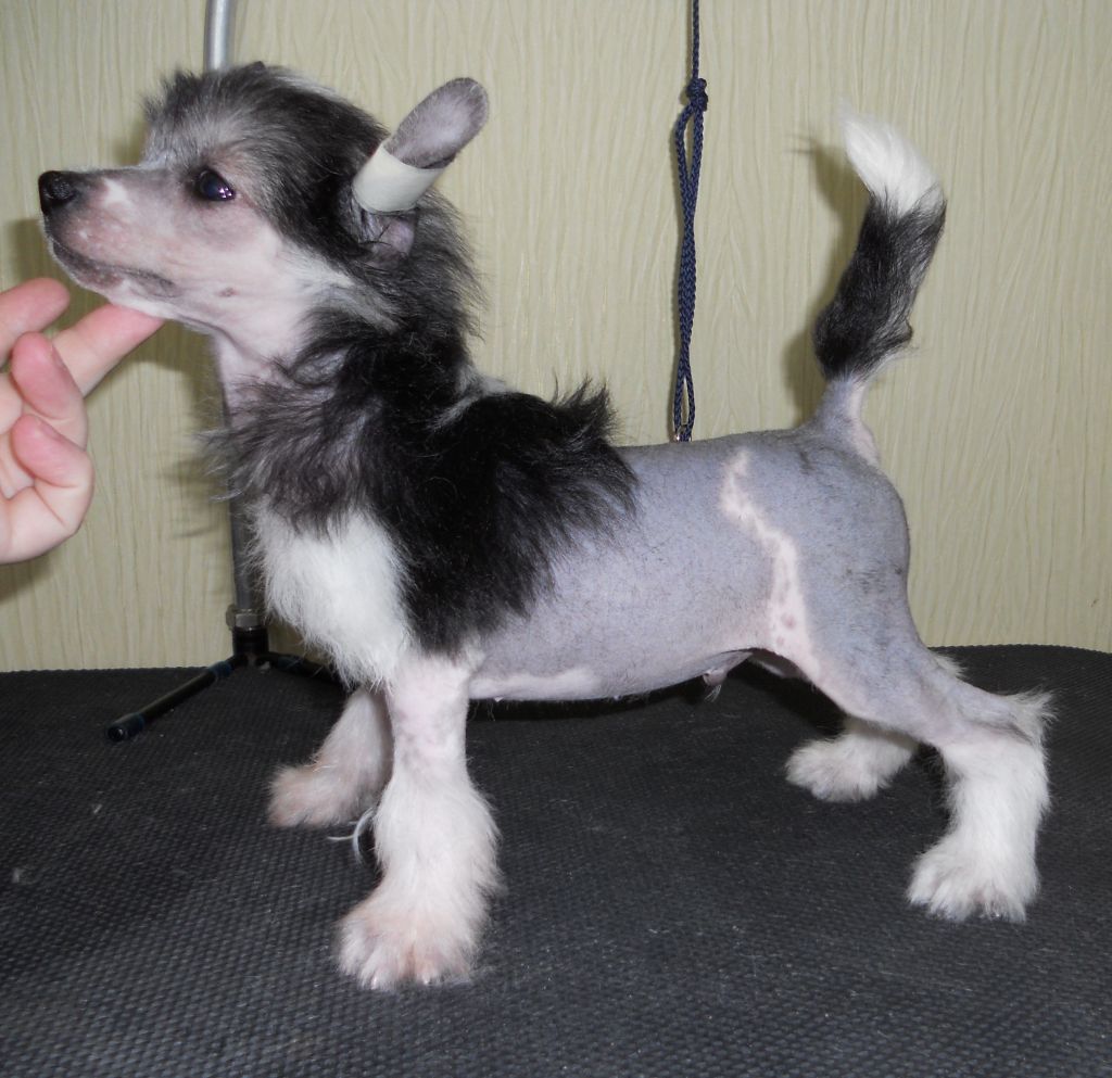 Fancy Style Al'f Ligolas