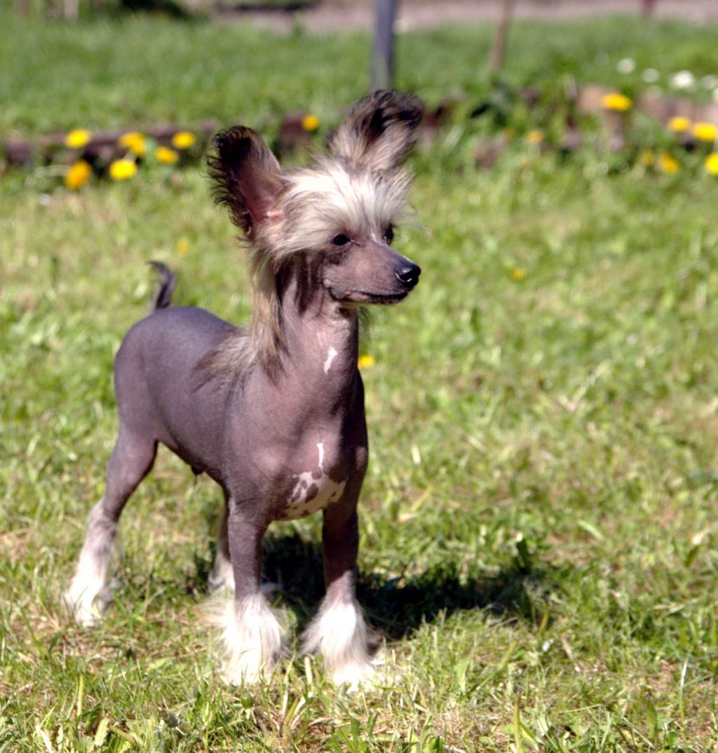 Jackie Jimy Avokaduh