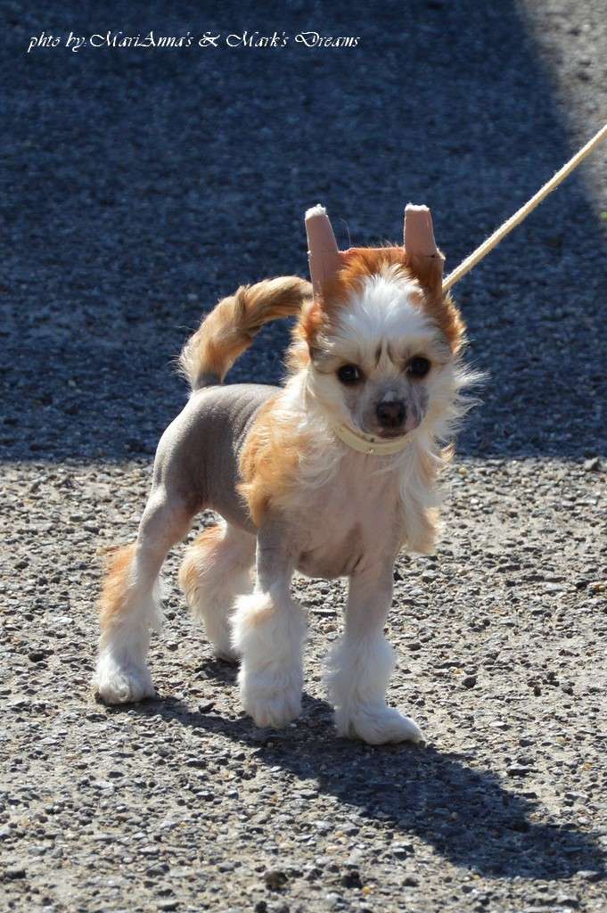 MariAnna & Mark's Dream Amazing Airin