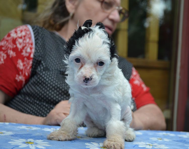 Vellar Pljus Cherri Lady