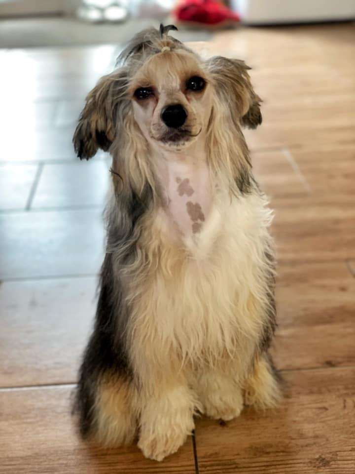 Melik Diamond of the Night