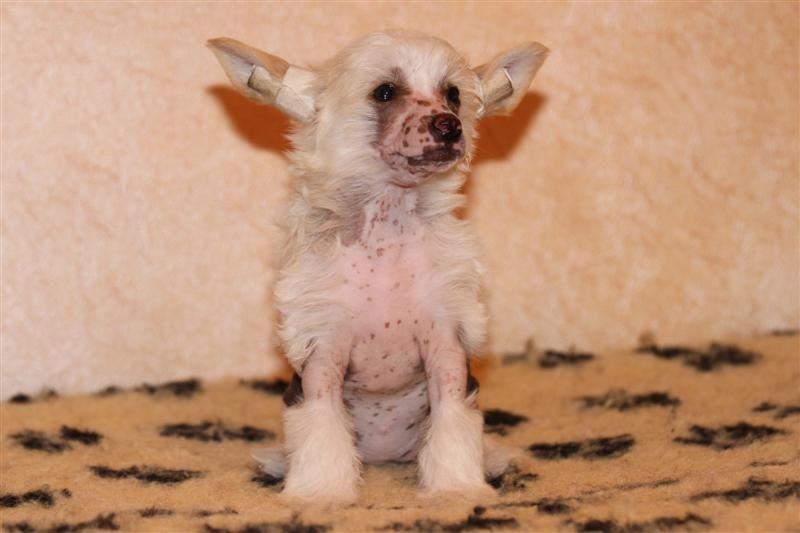 Worldshow Ekaterina Welikaya