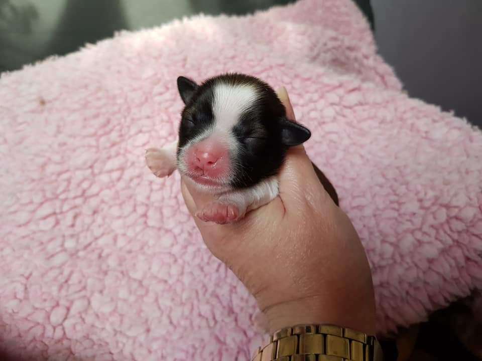 Tournais No Bare Butts