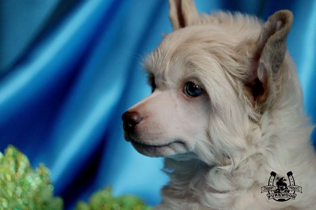 Fortunate Louis Furswood