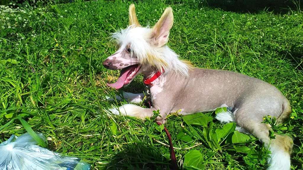 Zvezdny Medved Exotic