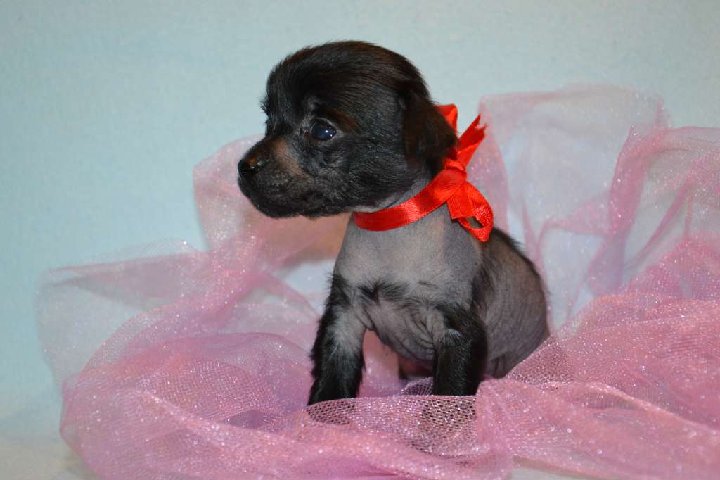 Feeriya Magic Cassie