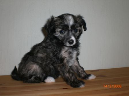 May's mile Gallathea