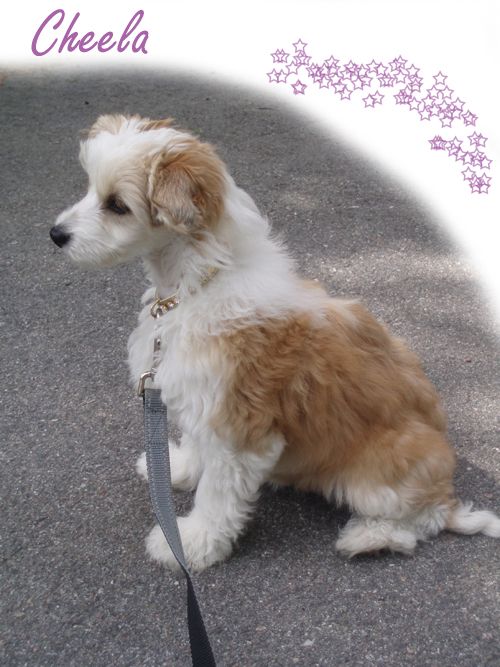 Ridgecrest's Good As Gold