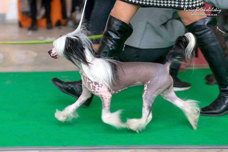 Miranda Planet Of Dream