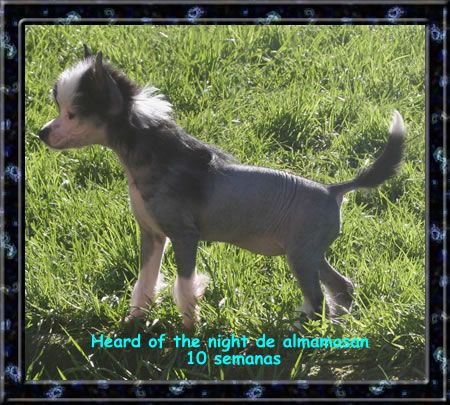 Heard of the night de Almamasan