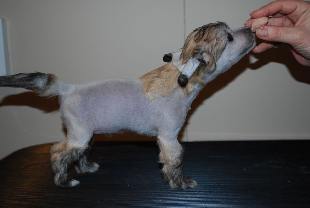 Angelsteps A Little Diamond