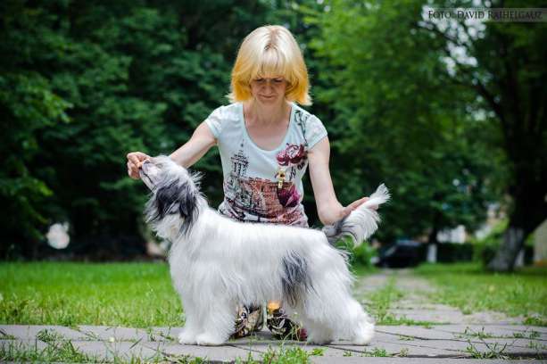 Galser Bella Velvet Fortune