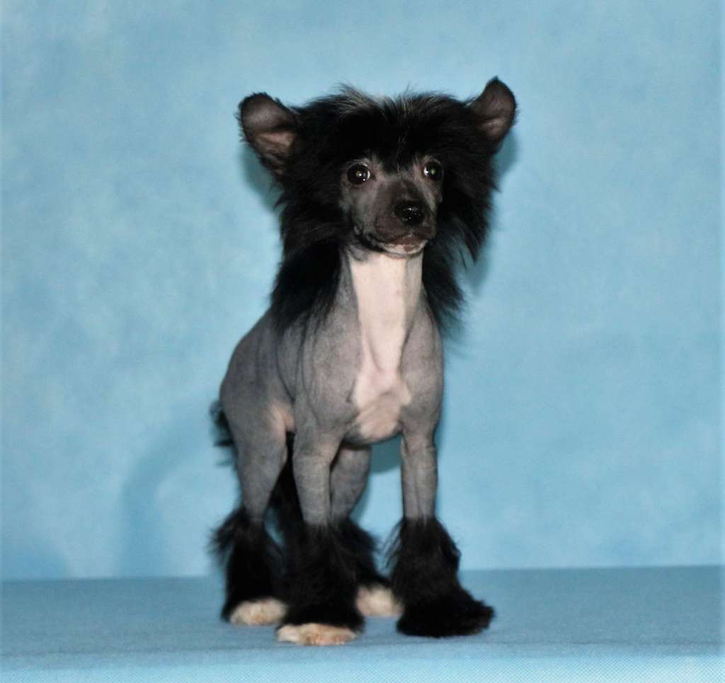 Galser Romanic Dreams Panter