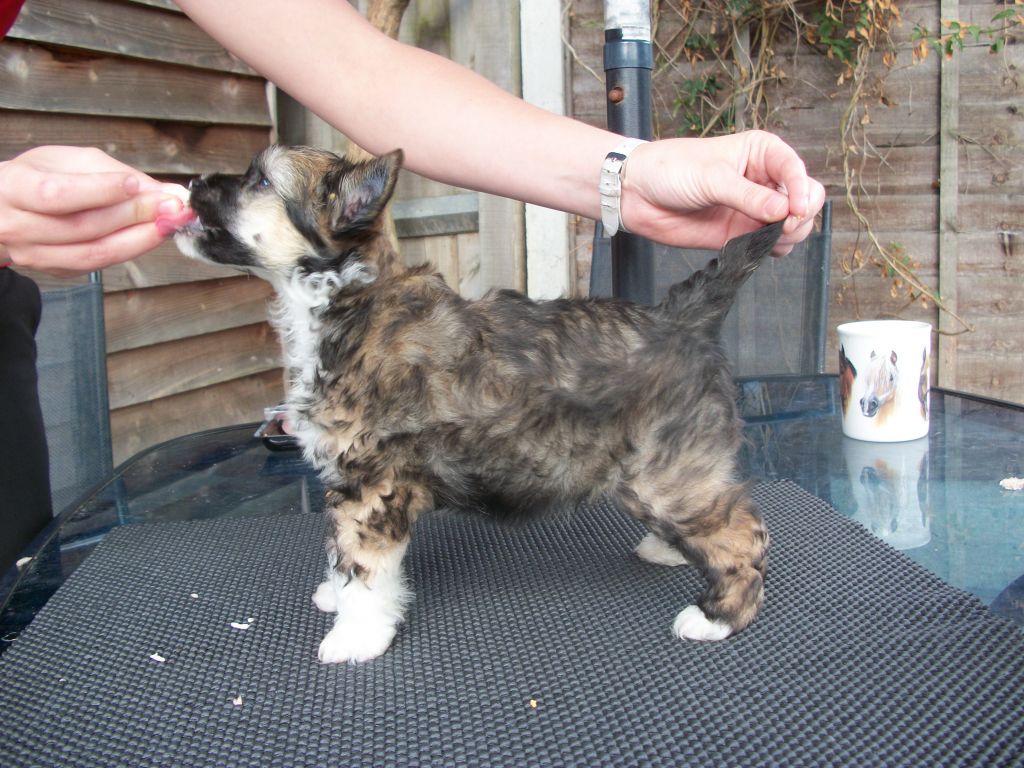 Kaikodol Double Dolla