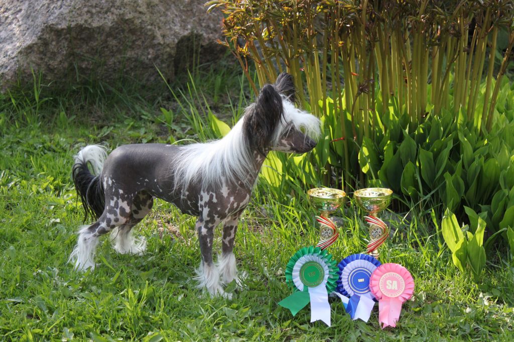 Allegranden Aurora Borealis