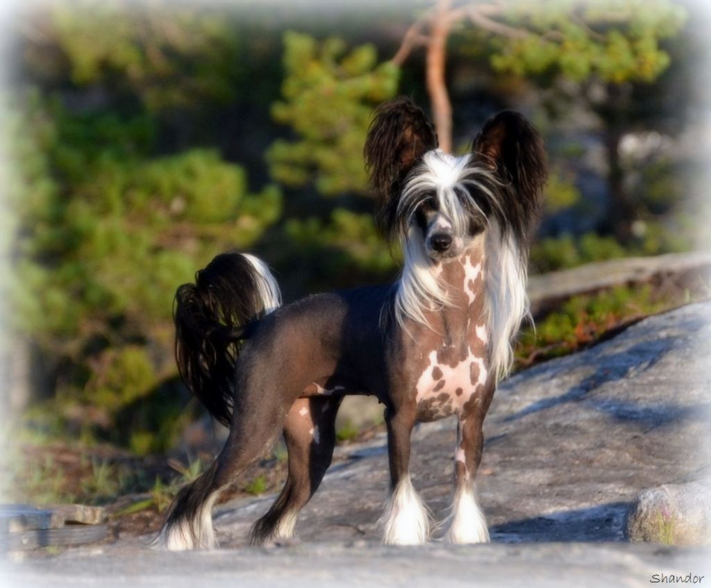 Shandor's Leading Lexie