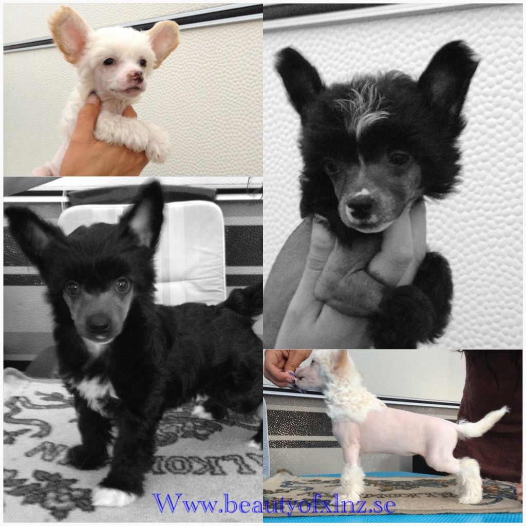 Beauty of XLNZ Six Funny Ways