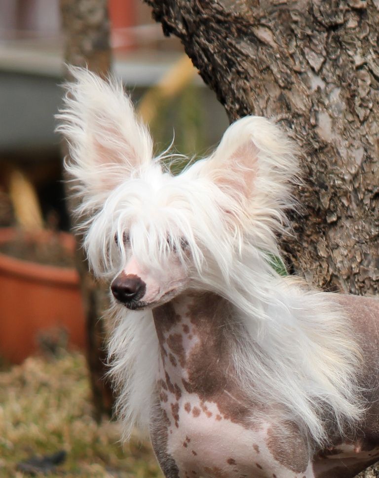 Simfoniya Sentyabryu dlya Liris