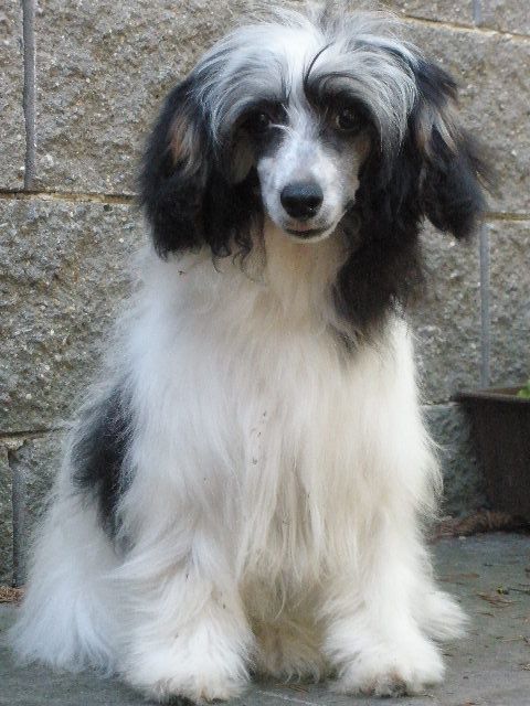 Narjanne De Marre  Al Maarii Sapphire