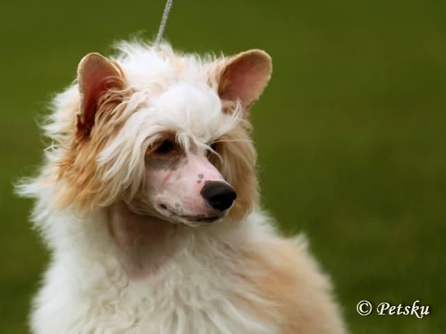 Jean Dark Captain Sunshine