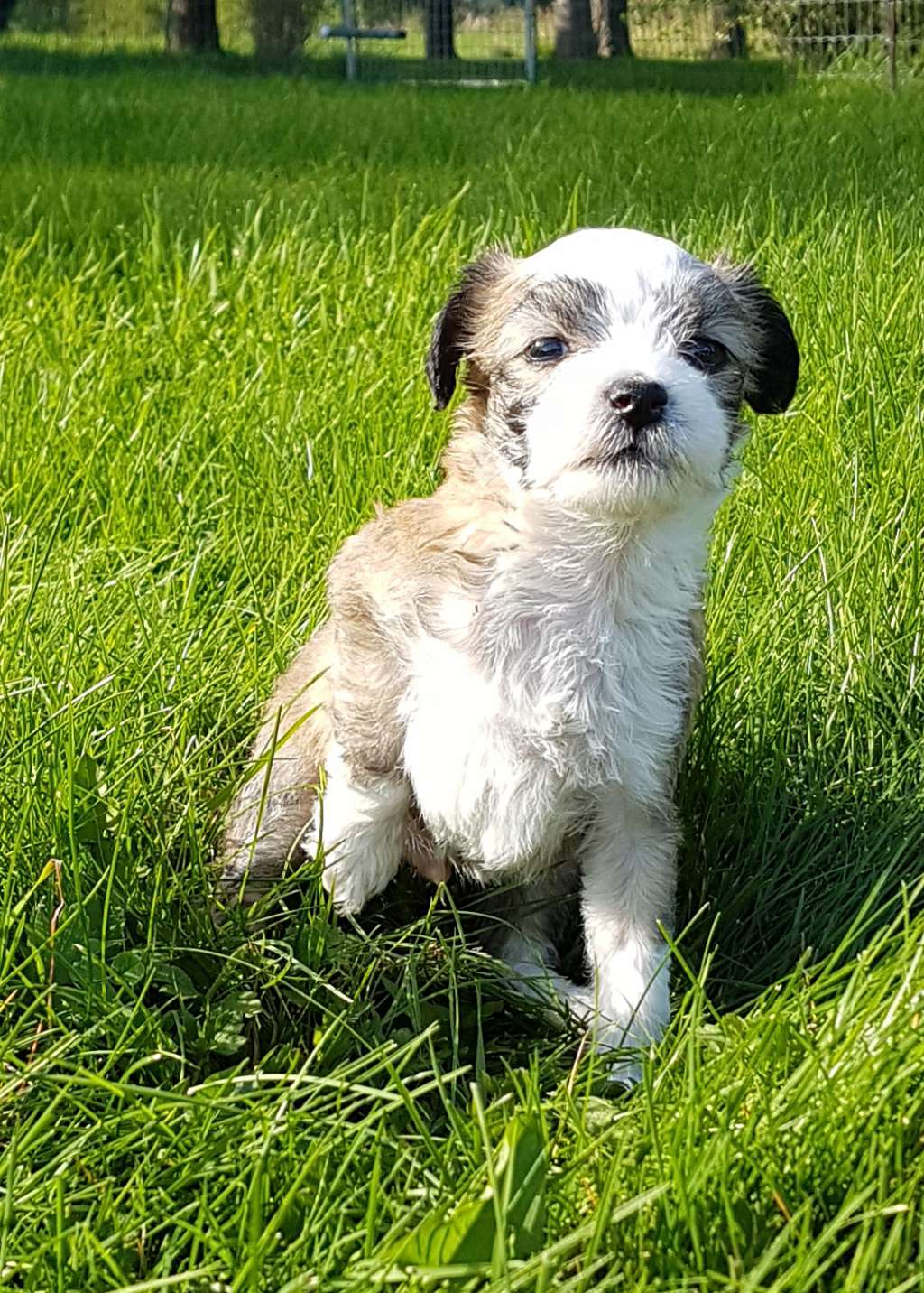 Tiliahill Super Trouper