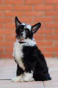 Joyera's Crested Emelie