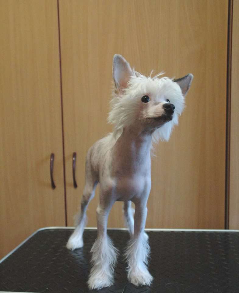 Dominio Dali Mali Zmaj