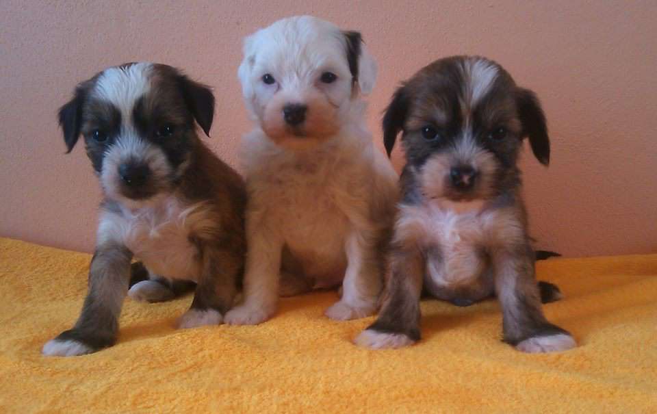 Blondy Moravia Carolline