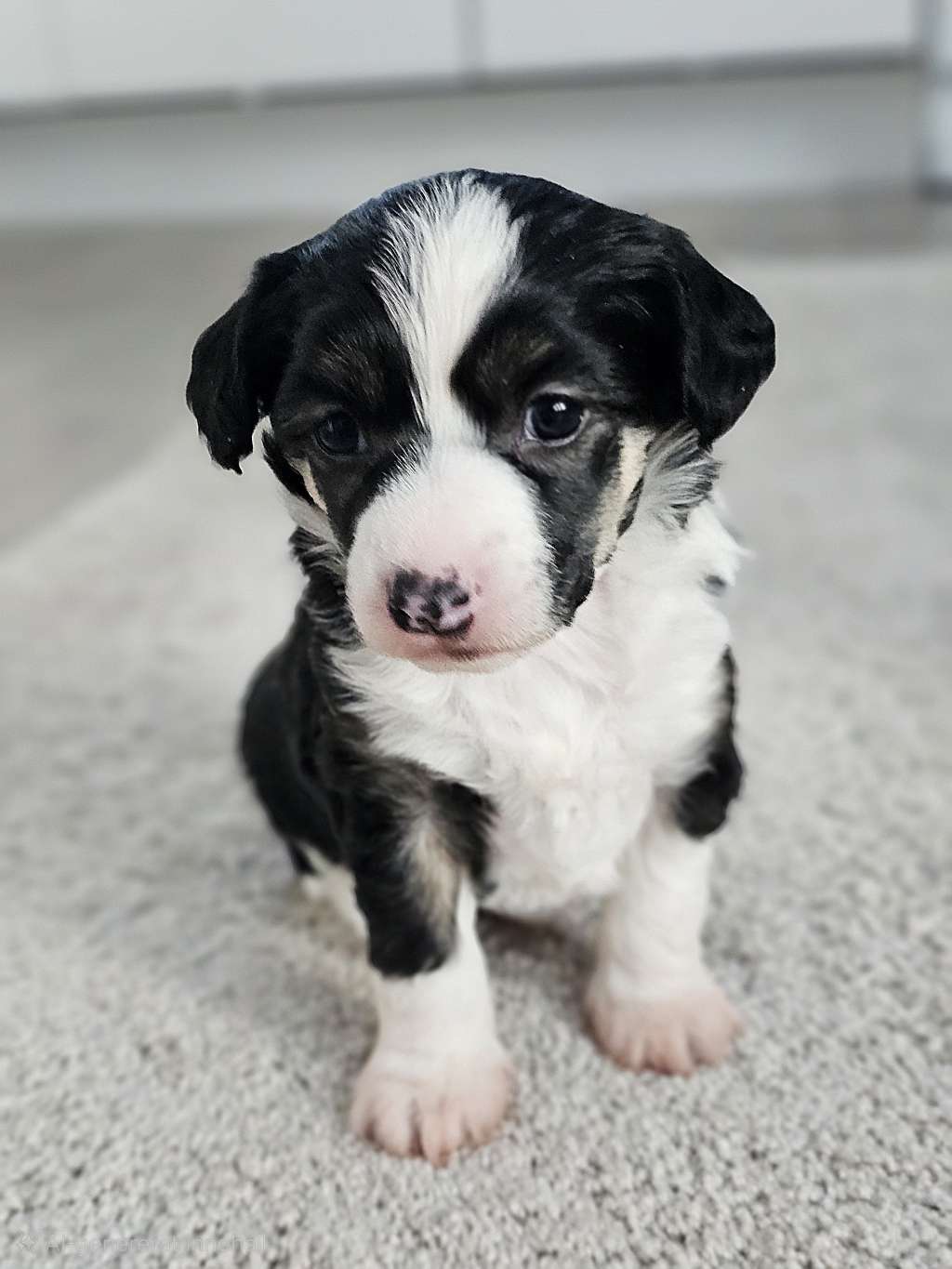 Koniak Kings of Dreams