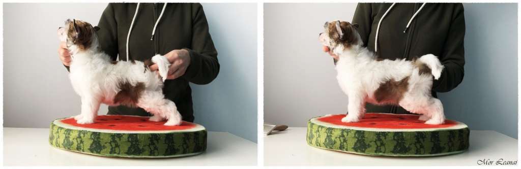 Yes, I Do Mor Leanai