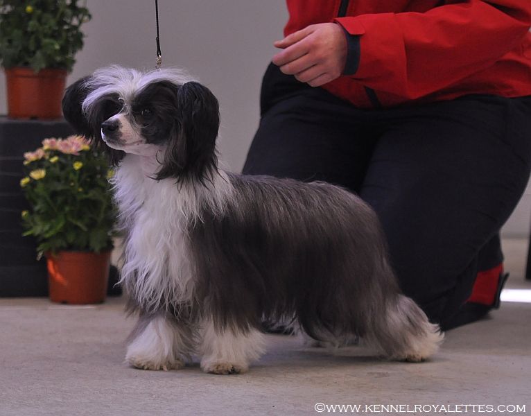 Crestwood Red Carpet Treatment