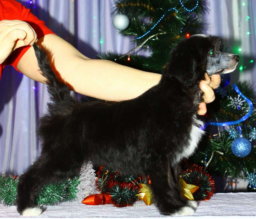 Opus Palmare Elizabeth