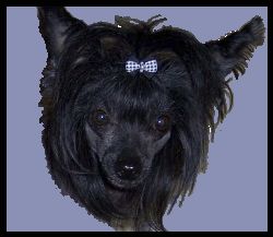 Sandfield's Khahoona