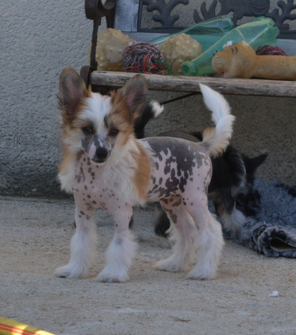 Just A Dream de L'Orée des Rêves