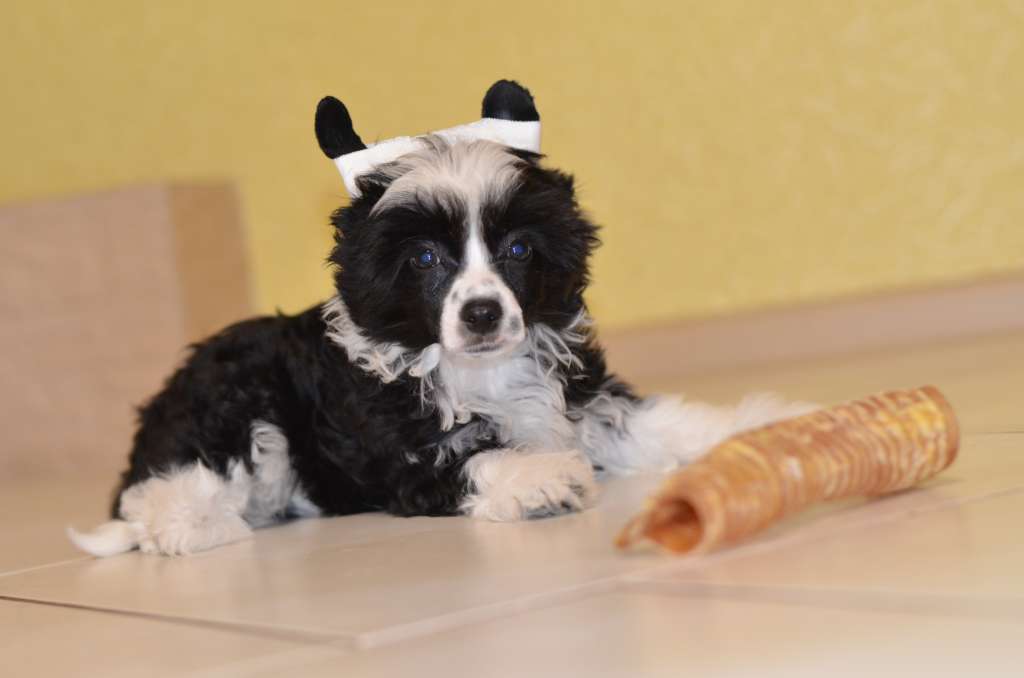 Izabella Bonus Westtai