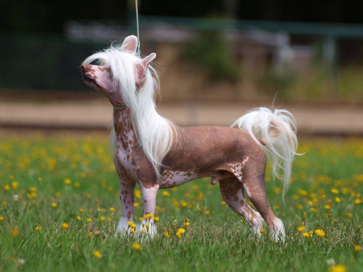 Angel Look Mr Hot To Secret Line's