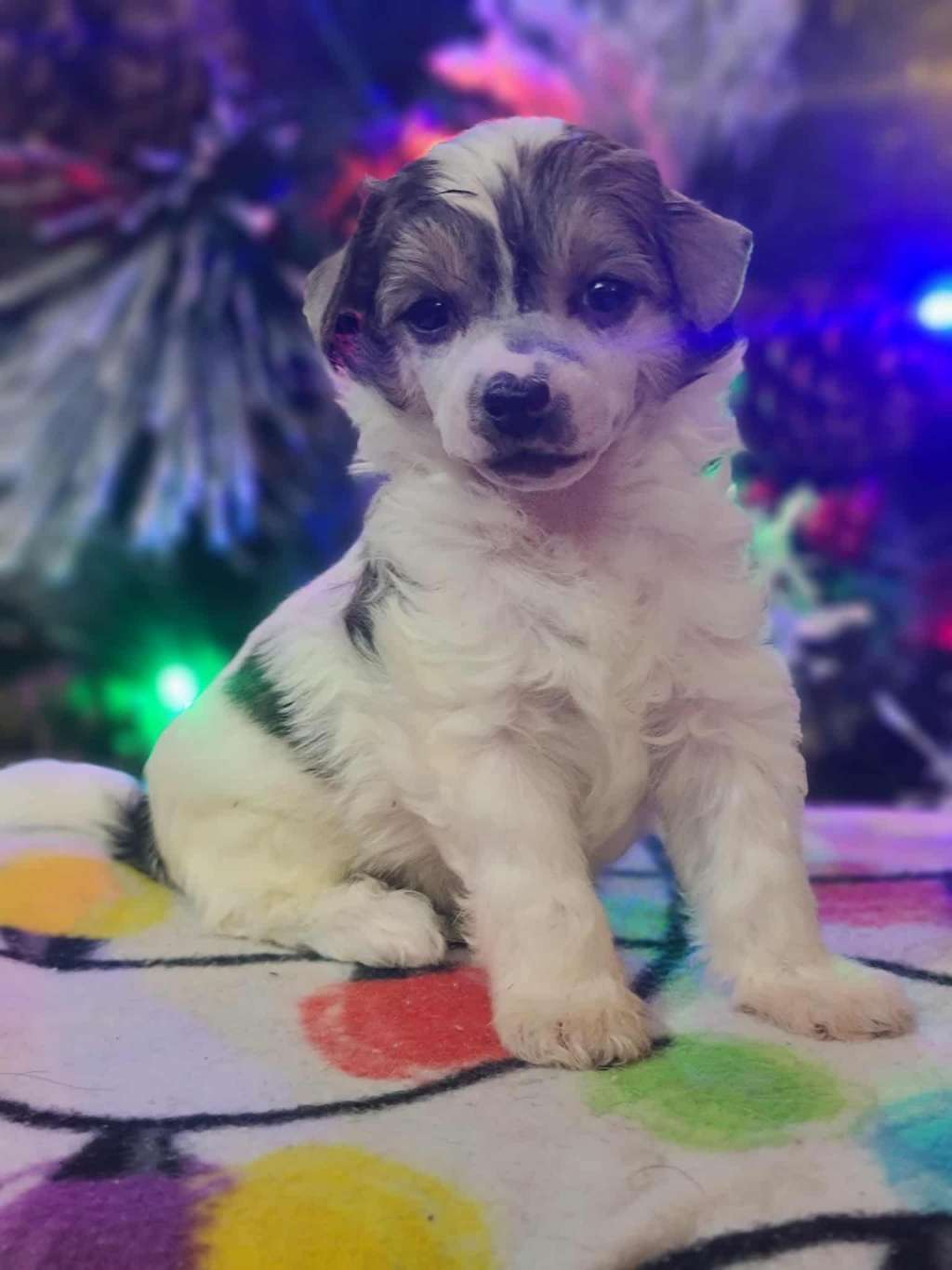 Long Haul's A Peek Into The Meadows Matterhorn