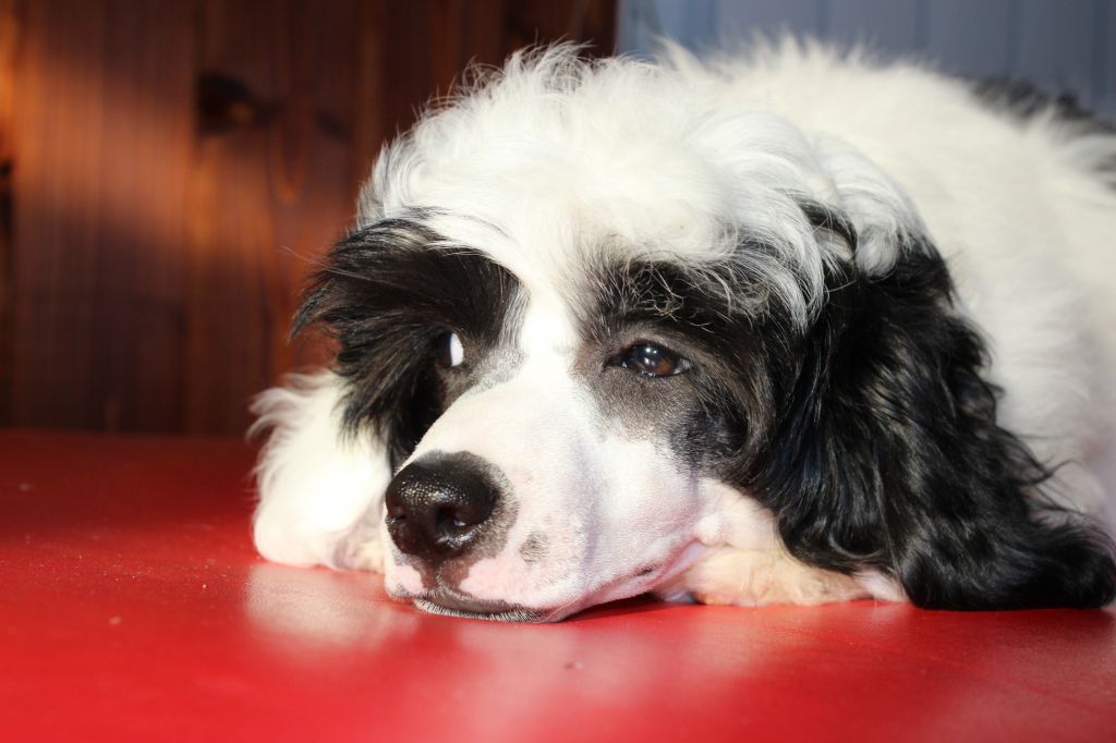 Funky-Monkey Zakadichniy Drug