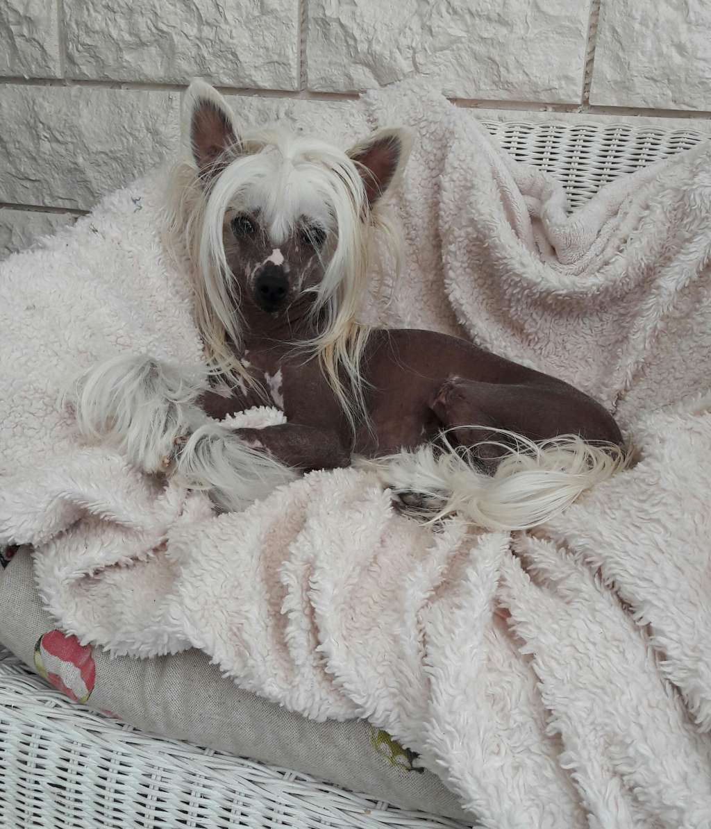 Idylle Divine des Picholines