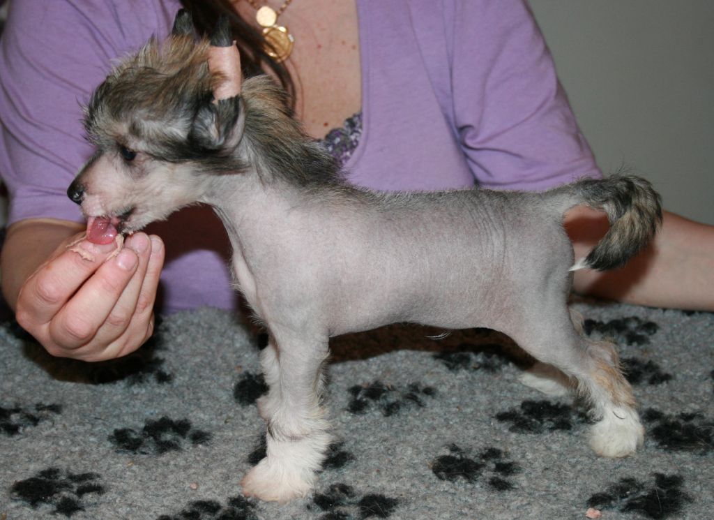 Cute and Crazy Hector