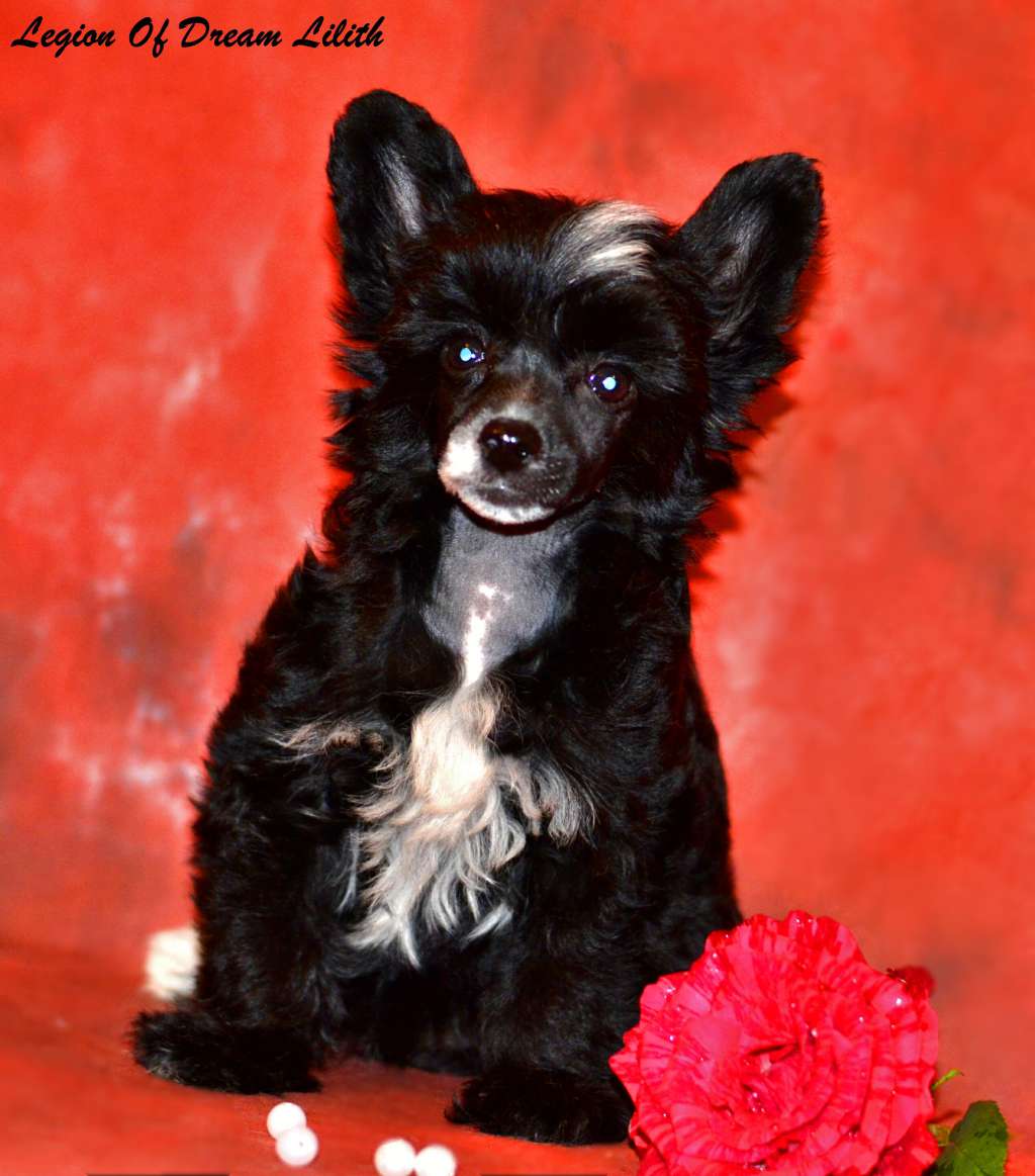 Legion Of Dream Lilith