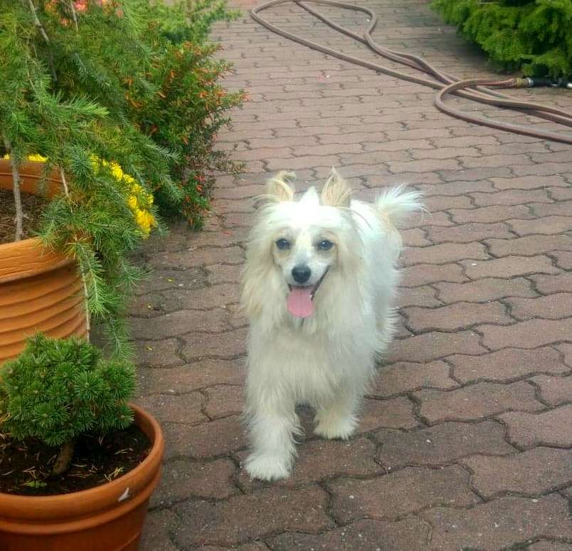 Amari Jedeansa Viane