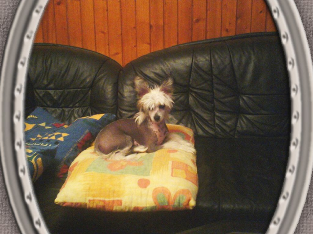 Alexis z Libovicke Osady