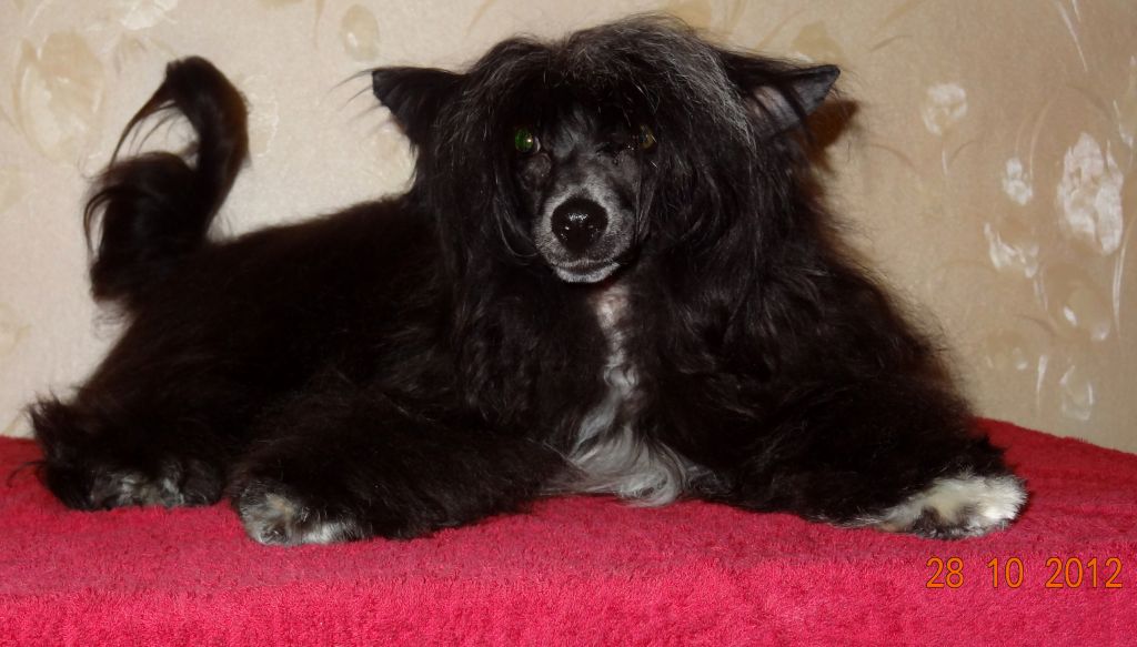 Carnaval Night de Fageiro